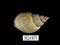 藏品(波部鳳螺)的圖片